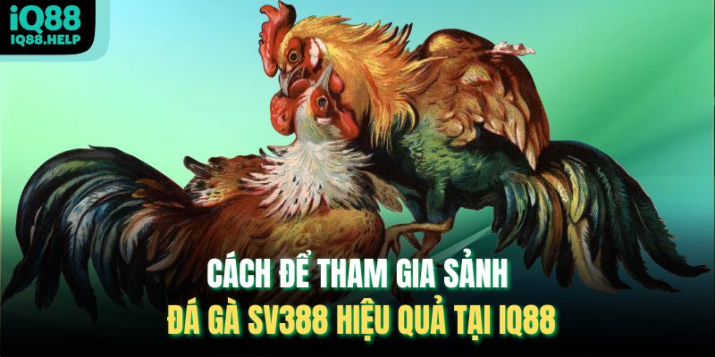 Cách để tham gia sảnh Đá Gà Sv388 hiệu quả tại iq88