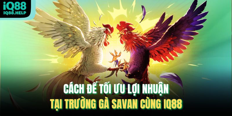 Cách để tối ưu lợi nhuận tại Trường Gà Savan cùng iq88