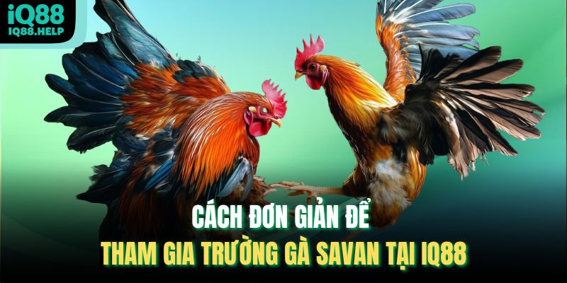 Cách đơn giản để tham gia Trường Gà Savan tại iq88
