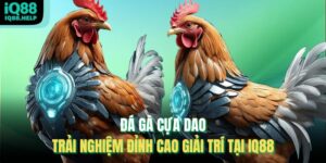 Đá Gà Cựa Dao – Trải Nghiệm Đỉnh Cao Giải Trí Tại Iq88