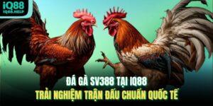 Đá Gà Sv388 Tại Iq88 – Trải Nghiệm Trận Đấu Chuẩn Quốc Tế