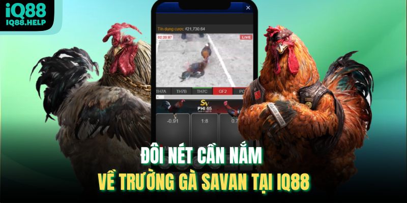 Đôi nét cần nắm về Trường Gà Savan tại iq88