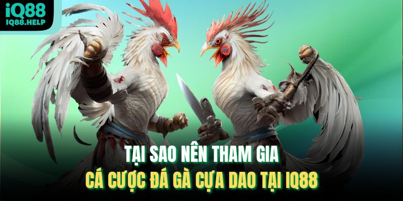 Tại sao nên tham gia cá cược Đá Gà Cựa Dao tại iq88 