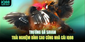 Trường Gà Savan – Trải Nghiệm Đỉnh Cao Cùng Nhà Cái Iq88